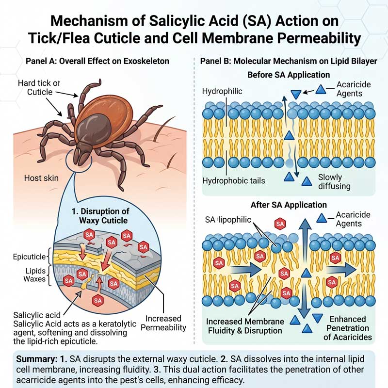 Salicylic Acid Pathfinder Effect